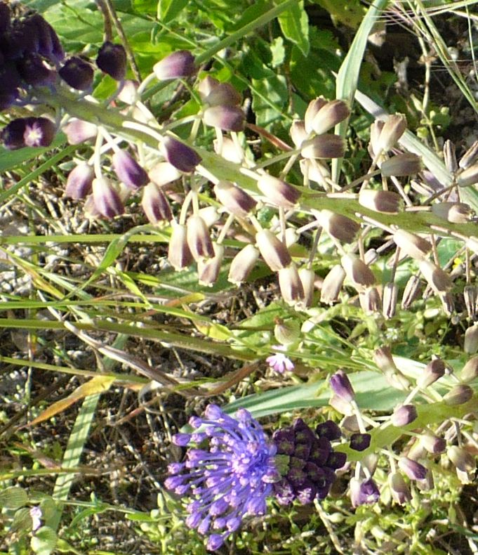 Muscari comosum